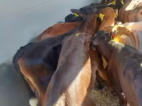 Cattle (batch, sex not specified), Simmental cattle — photo 4