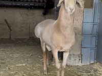 मेढ़ा, Arashan sheep — फ़ोटो 8