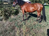Mare, Horses — photo 1