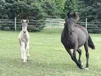 Égua, Black Sea breed — foto 8