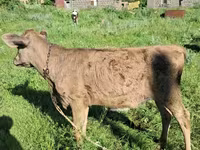 Bulle, Swiss cattle — Foto 2