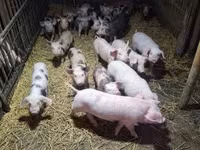Sow, Pigs — photo 6