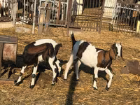 Ешкі, Nubian Goat — 1-сурет