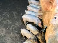 Säue, Schweine — Foto 2