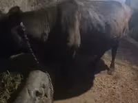 Կով, Խոշոր եղջերավոր — լուսանկար 2