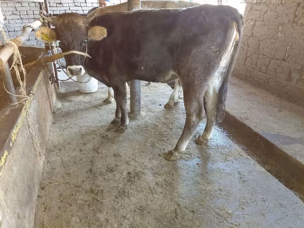 بقرة, Russian Black pied cattle