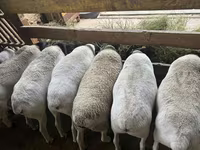 Ոչխար, Dorper sheep — լուսանկար 3