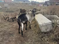 Ziegenbock, Alpine goat — Foto 1