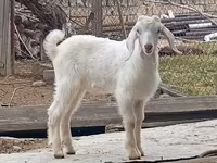 Теке, Damask goat — 3-сурет