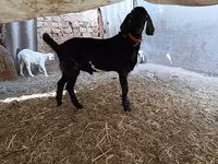 Cabro, Nubian Goat — foto 4