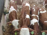 Bull, Limousin cow — photo 2