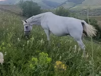 Mare, Horses — photo 8