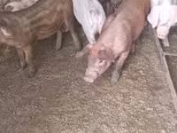 Pigs (batch, sex not specified), Дюрок — photo 4