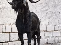 Արու այծ, Anatolian Black goats — լուսանկար 1