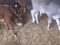 Bull, Simmental cattle — photo 1