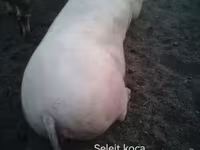 Sow, Пьетрен — photo 1