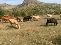 Կով, Simmental cattle — լուսանկար 4