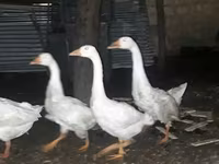 Geese — Foto 2