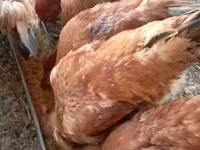 Chickens — լուսանկար 3
