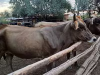Уй, Алатоонун тукуму — сүрөт 1