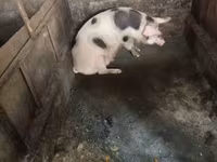 Sow, Pigs — photo 4