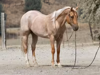 حصان, Quarter Horse — الصورة 5