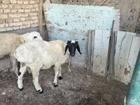 公羊, Sheep — 照片 2