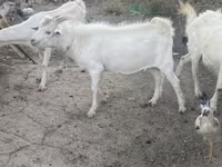 Արու այծ, Russian White goat — լուսանկար 4