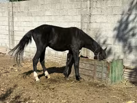 Էգ ձի, Friesian sport horse — լուսանկար 2