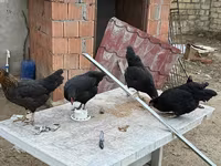 Chickens — Foto 3