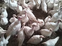 Turkeys — լուսանկար 3