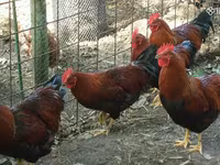 Chickens — լուսանկար 3