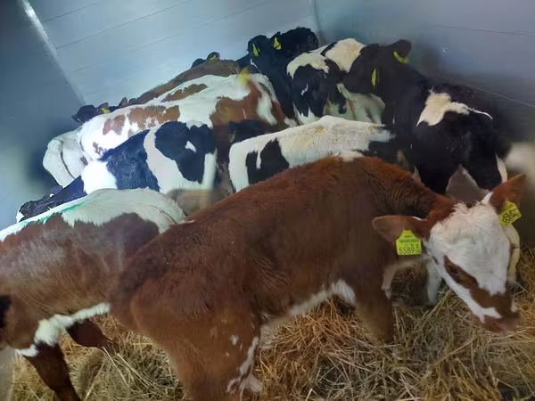 Bull, Simmental cattle