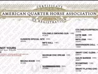 Hengst, Quarter Horse — Foto 3