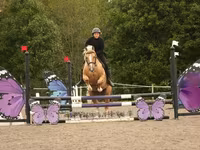 Hengst, Quarter Horse — Foto 8
