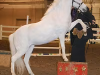 Էգ ձի, Miniature horse — լուսանկար 8