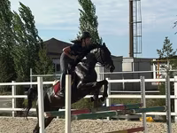 Mare, Friesian sport horse — photo 1