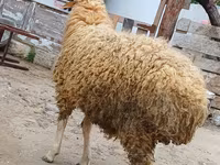 मेढ़ा, भेड़ — फ़ोटो 4