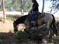 Stute, Quarter Horse — Foto 7