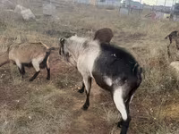 Ziegenbock, Alpine goat — Foto 3