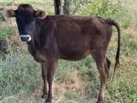 ثور, الماشية — الصورة 1