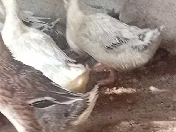 Ducks