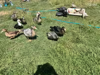 Ducks — Foto 5
