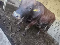 Ցուլ, Red Estonian cattle — լուսանկար 6