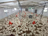 Chickens — Foto 3