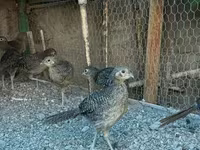 Guinea fowl — photo 1