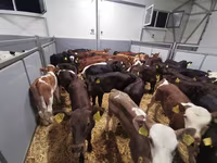 Կով, Simmental cattle — լուսանկար 4