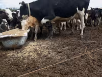 Cow, Holstein breed — photo 2