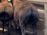 Խոյ, Arashan sheep — լուսանկար 3
