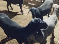Ram, Hissar sheep — photo 3